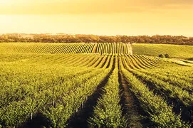 ERP para empresas vinícolas